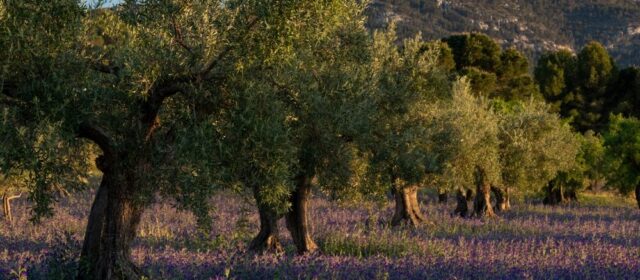 Giacenze di olio d'oliva in Italia