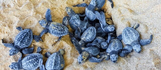 Nidi di Caretta caretta lungo le coste italiane