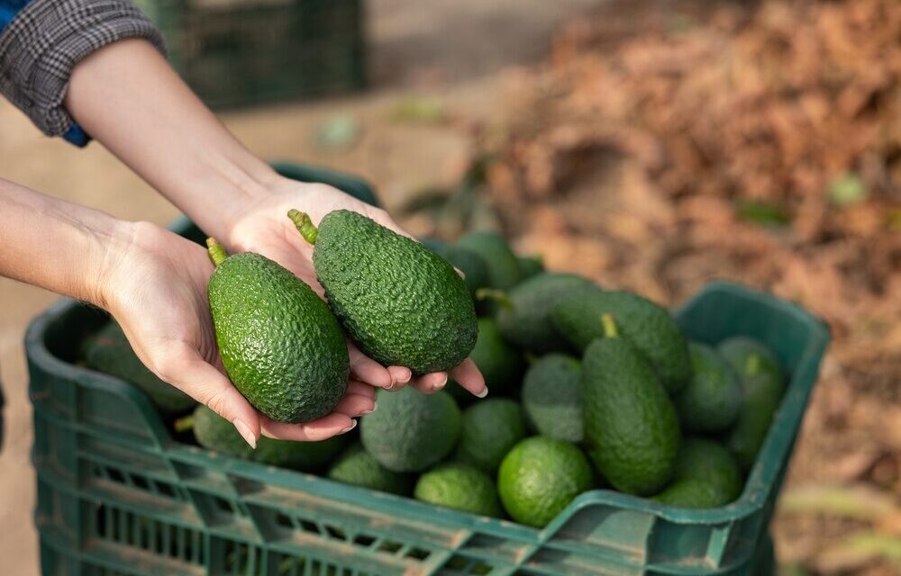 Espansione della produzione di avocado in Sicilia da parte di Halaesa