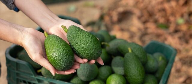 Espansione della produzione di avocado in Sicilia da parte di Halaesa