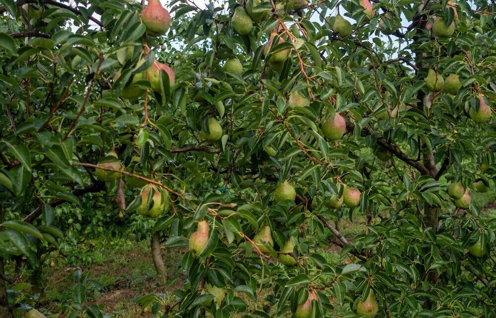 Pere italiane pronte per l'export