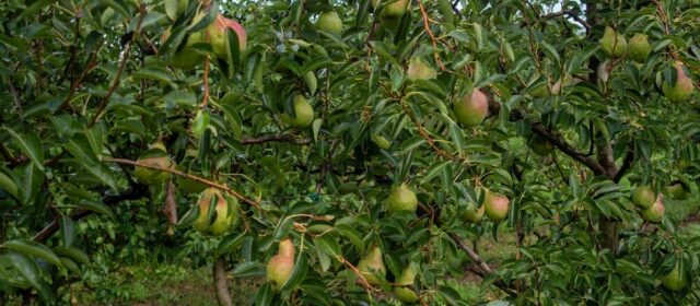 Pere italiane pronte per l'export