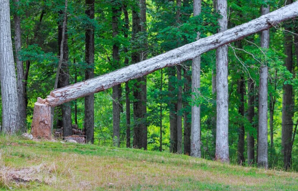 Pannelli in legno