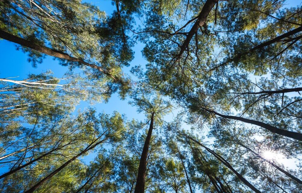 Piantumazioni di alberi in Italia