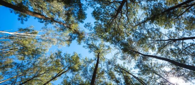 Piantumazioni di alberi in Italia
