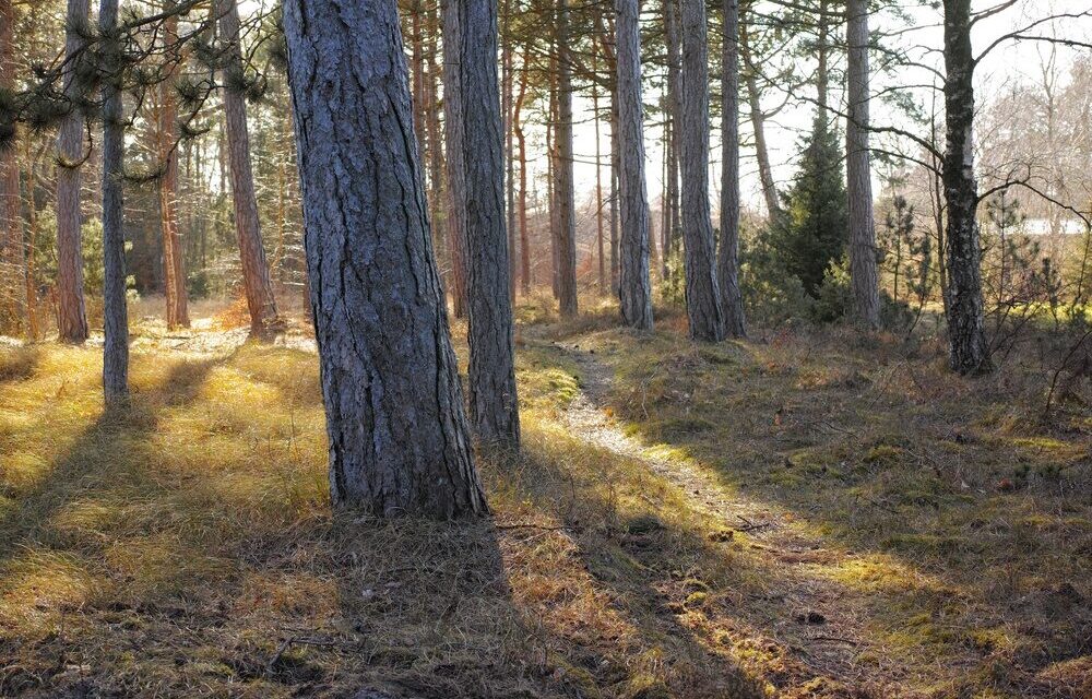 Foreste in Italia