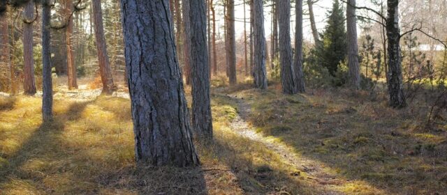 Foreste in Italia